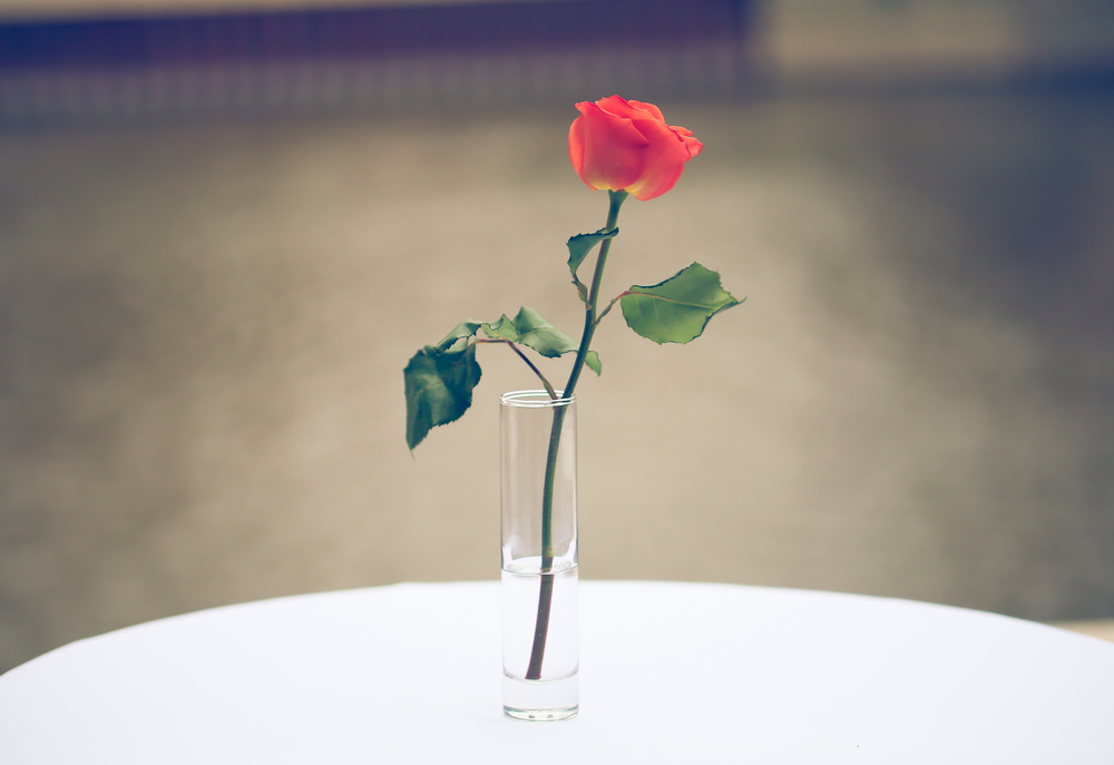 a single red rose in a vase