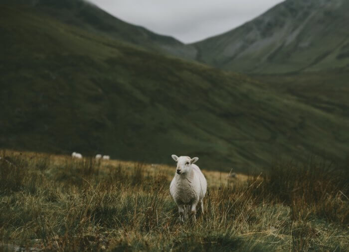 The Significance of Good Shepherd Sunday
