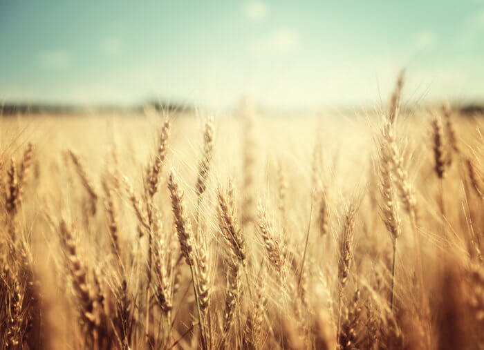 Summer Ember Days: Prayer for Victims and the Church