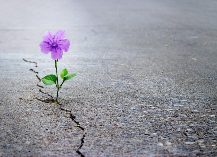 Grace Abounds: Stories of Heroes and Hope