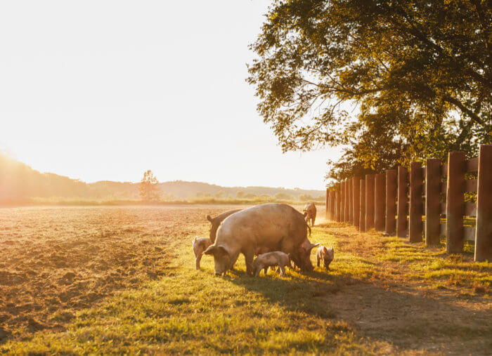 Why did Jesus send demons into the swine?