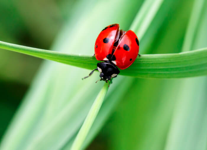 How the Ladybug Got its Name