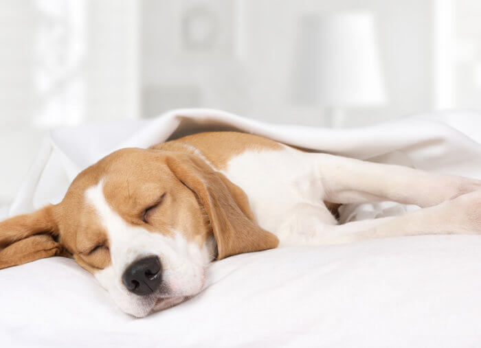 Is sinning in a dream actually sinful?