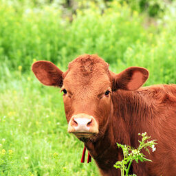 The Red Heifer Prophecies (The Drew Mariani Show) The Red Heifer Prophecies (The Drew Mariani Show)