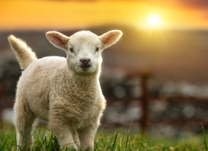 Behold the Lamb (The Faith Explained)