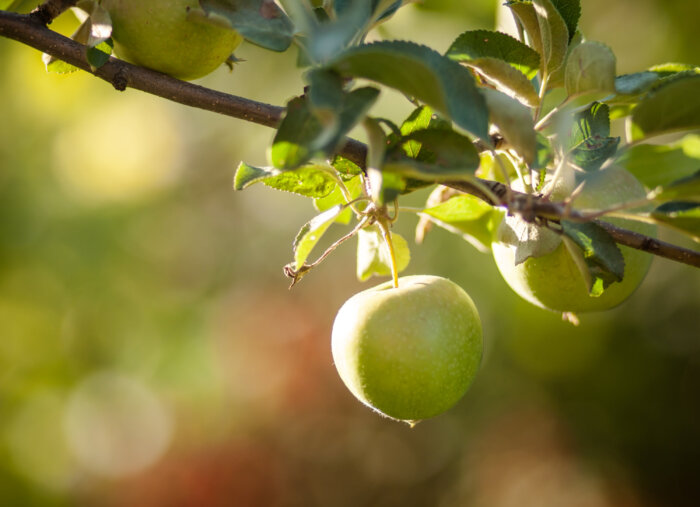 When Did the Fall Actually Happen? (Father Simon Says)