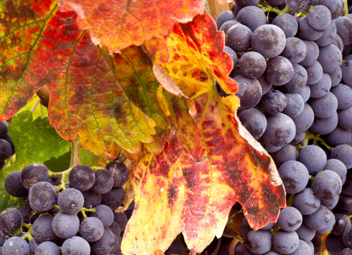 Are You Bearing Fruit? (Father Simon Says) Are You Bearing Fruit? (Father Simon Says)