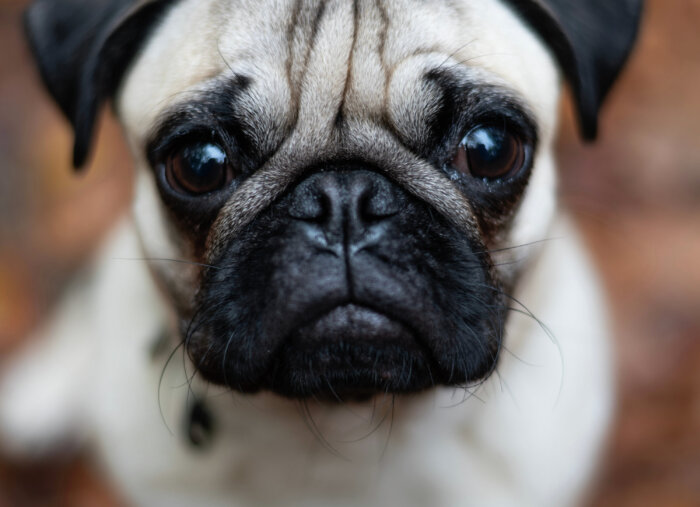 “Does He Love the Pug More Than He Loves Me?” (Marriage Unhindered)