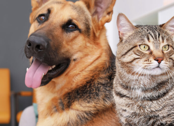 Dogs and Cats Love the Family Rosary (Family Rosary Across America)
