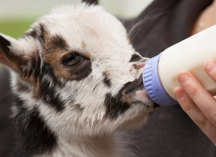 Goats, Grief, and Glory (Family Rosary Across America)