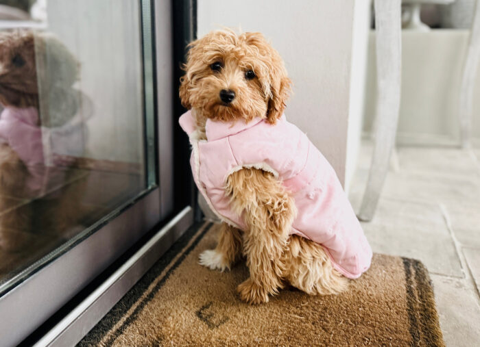 A Midnight Prayer to St. Anthony, and Nala Comes Home (Family Rosary Across America)