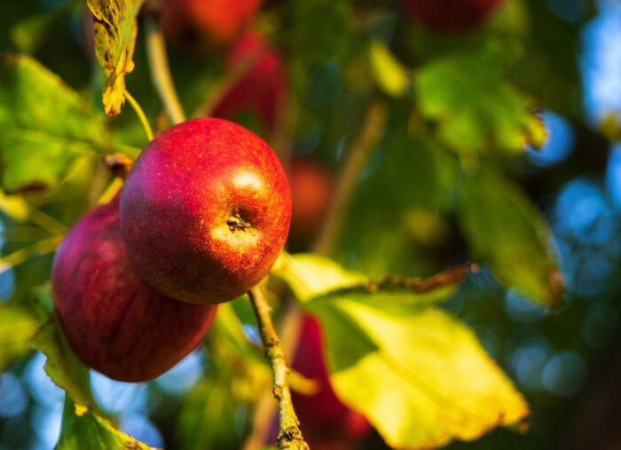 The Fruit That Comes from Walking with God (The Inner Life) The Fruit That Comes from Walking with God (The Inner Life)